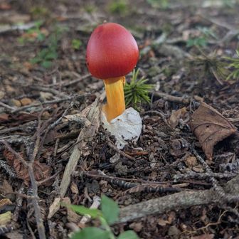 🍄
