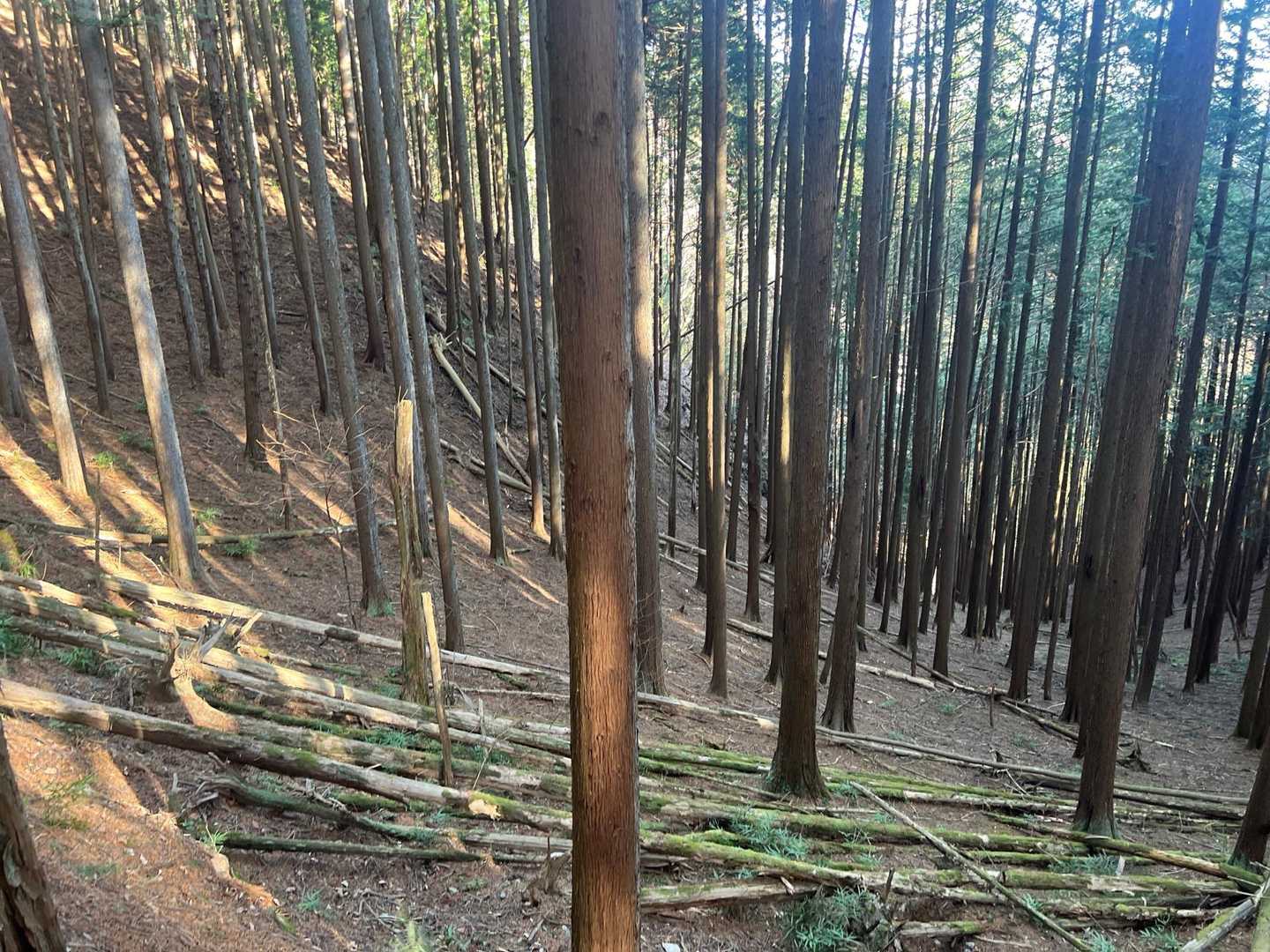 陽が差し込むと樹林帯の中は黄色くもやがかかっている😭

もちろん抗アレ剤は飲んできた。
マスクも着用して万全の準備をしてきたつもりだったのだが…

甘かったようだ…😭

鼻水がトマラナイヨー