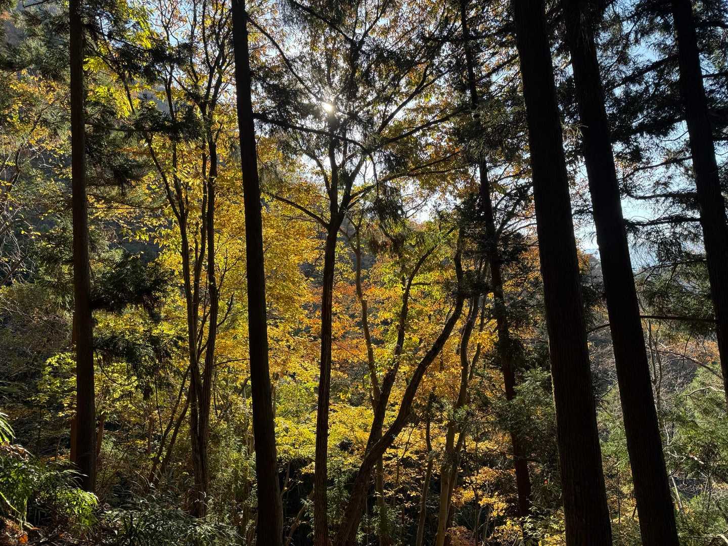 上を見上げれば、紅葉もキレイ🍁