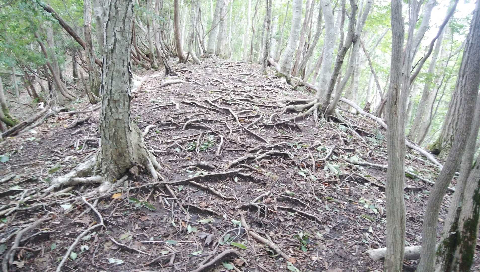 藤ヶ峰登山口-藤ヶ峰 往復コースの写真