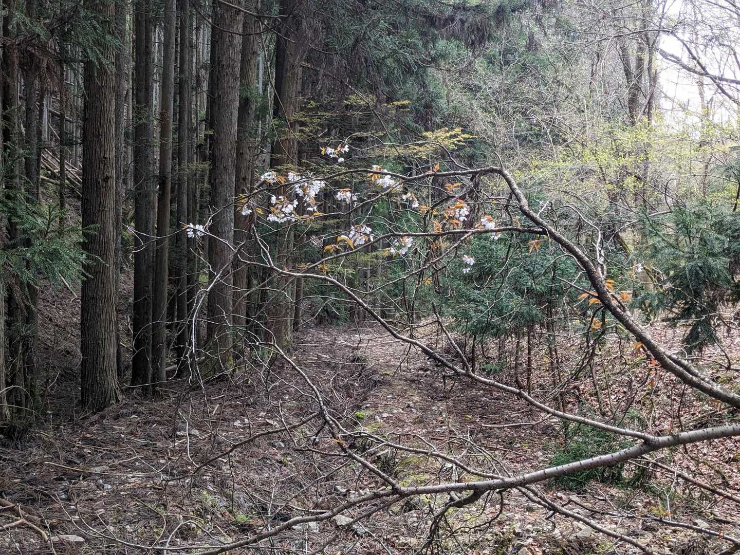倒れてもなお強し　山桜🌸