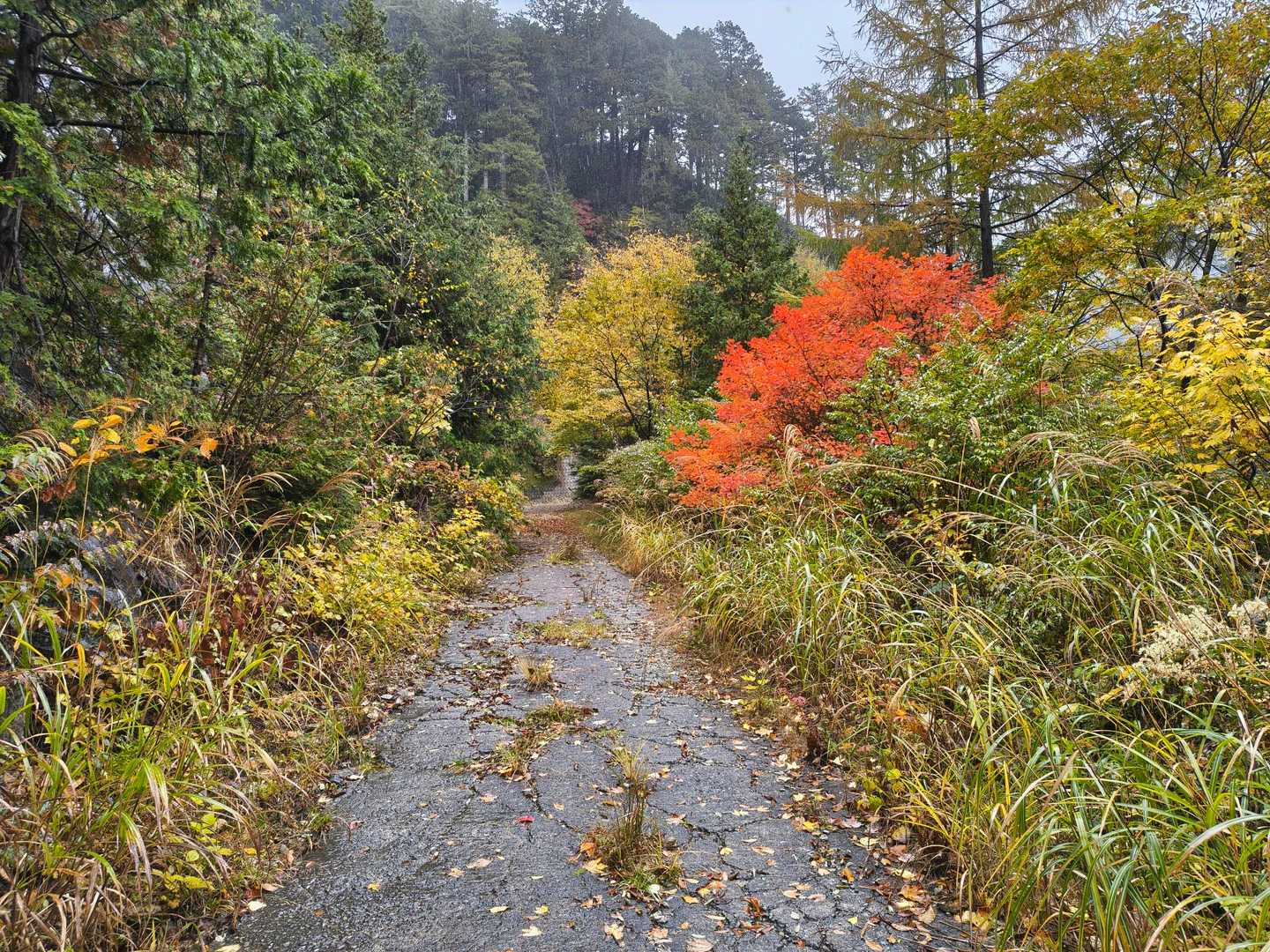 奥三界岳登山口-奥三界岳 往復コースの写真