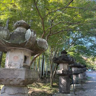まだミドリもみじ