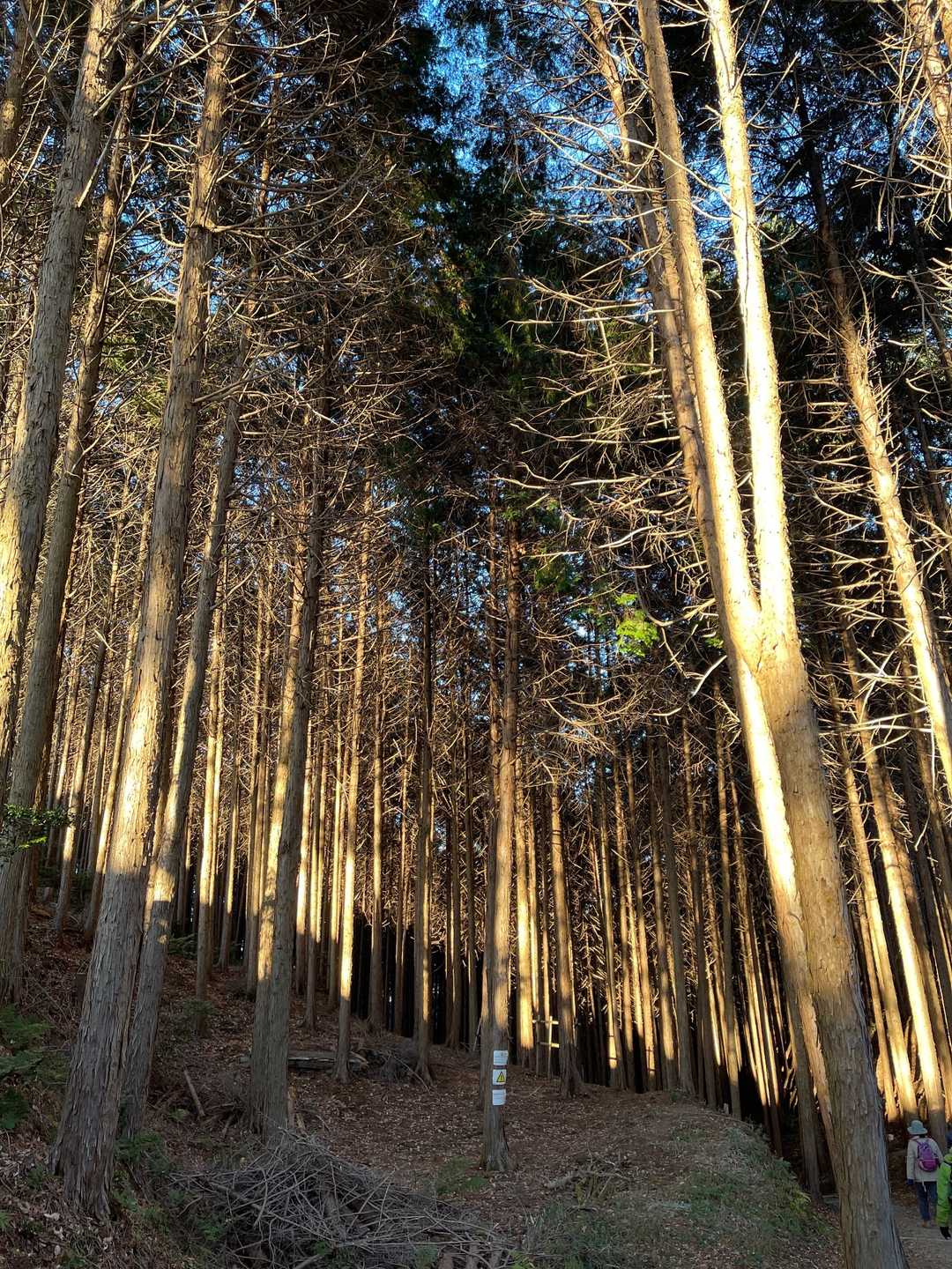 国見山登山口-国見山 往復コースの写真
