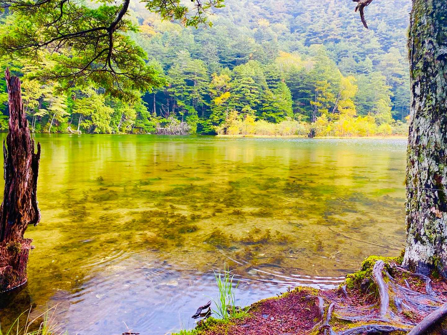 上高地バス停-河童橋-小梨平-明神橋-岳沢湿原 周回コースの写真