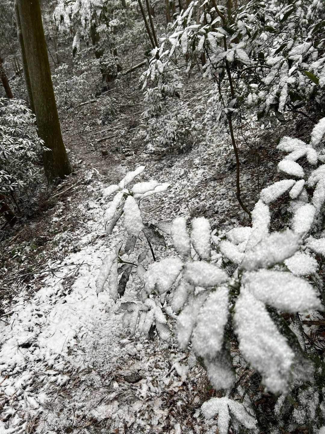 施福寺-槇尾山バス停 周回コースの写真