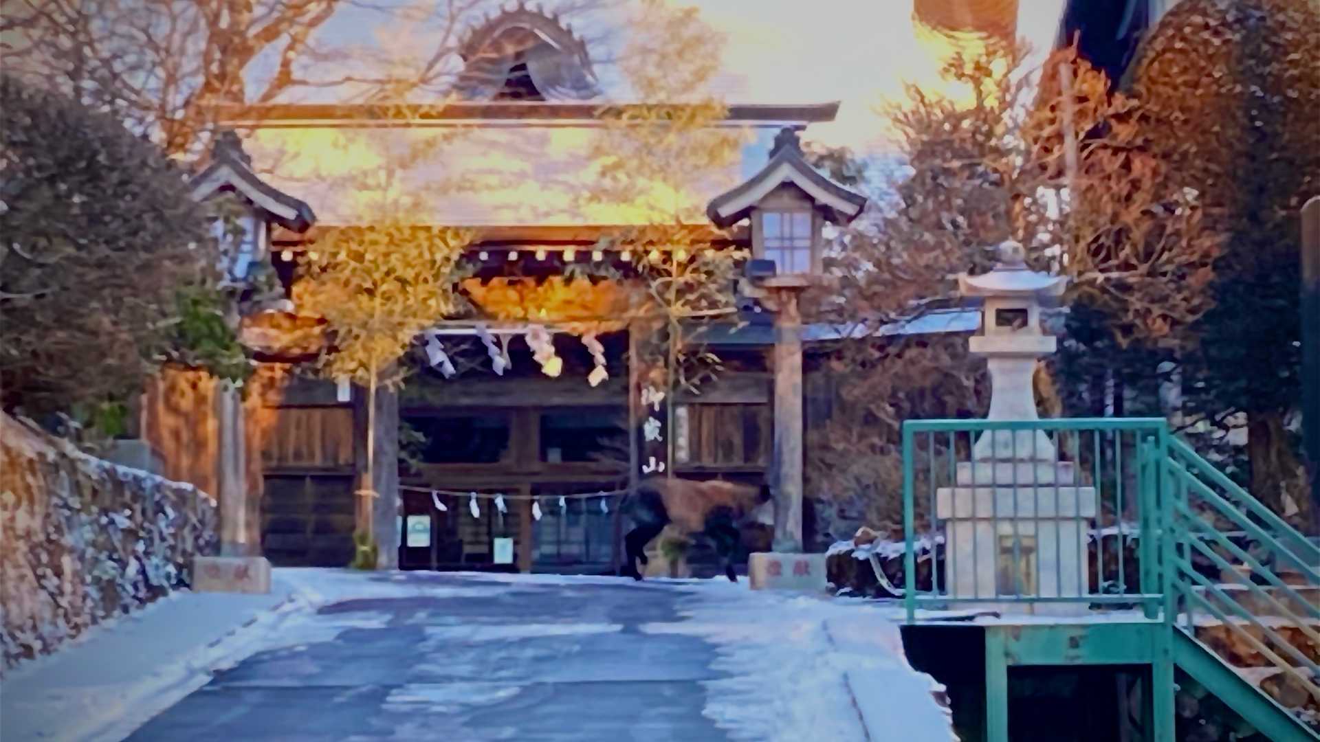 カモシカだー。頭が見えない。