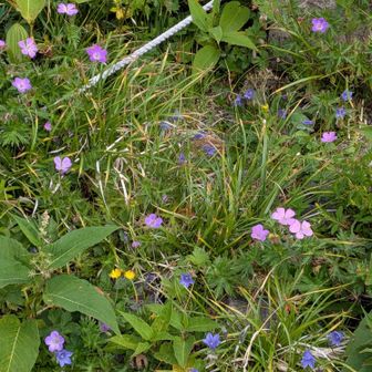 ハクサンフウロとイワギキョウのお花畑を通り越し