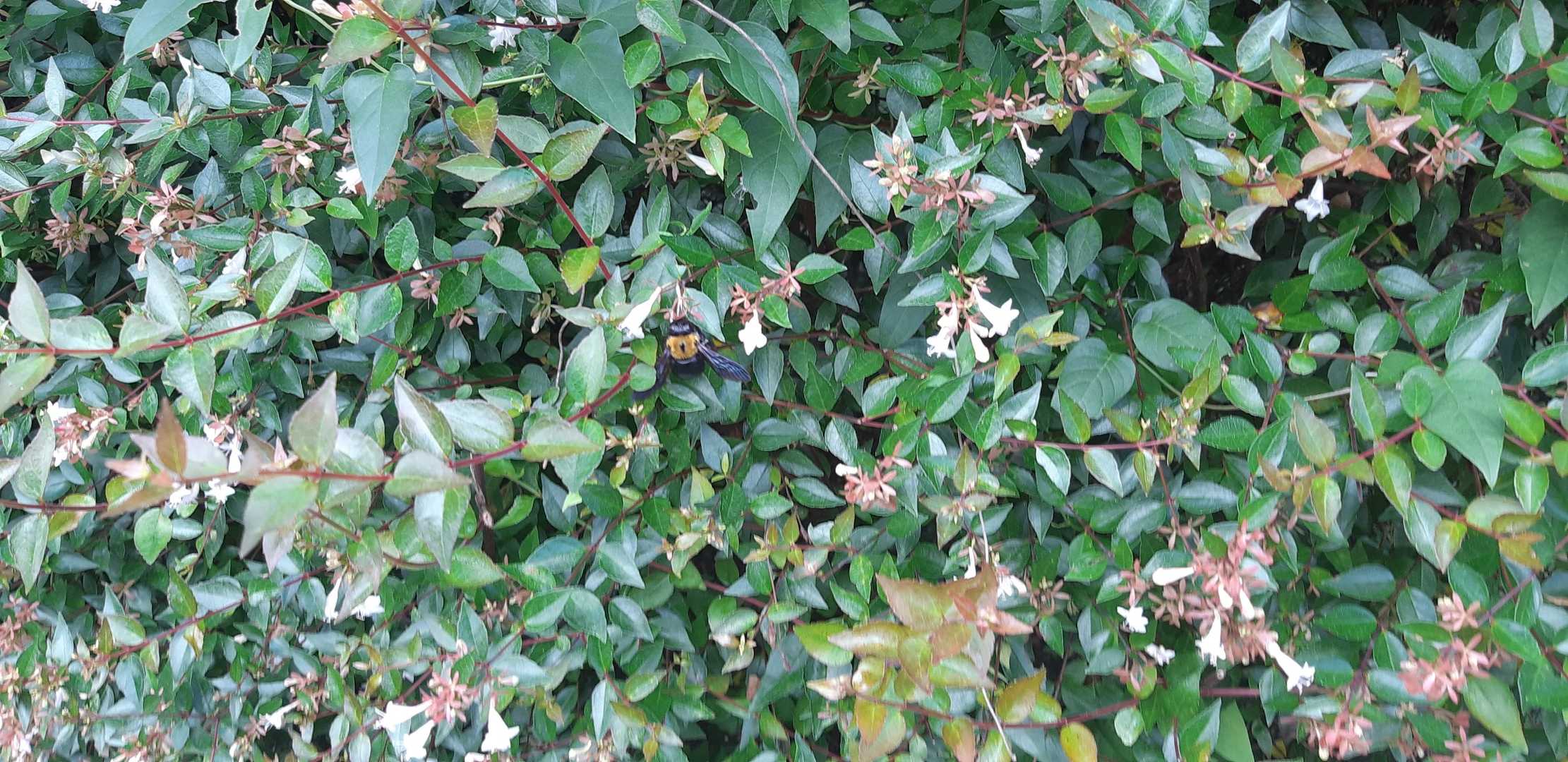 駐車場の花にクマバチ