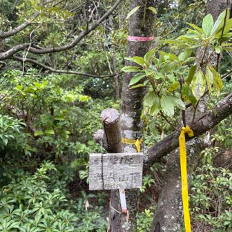旅伏山頂
