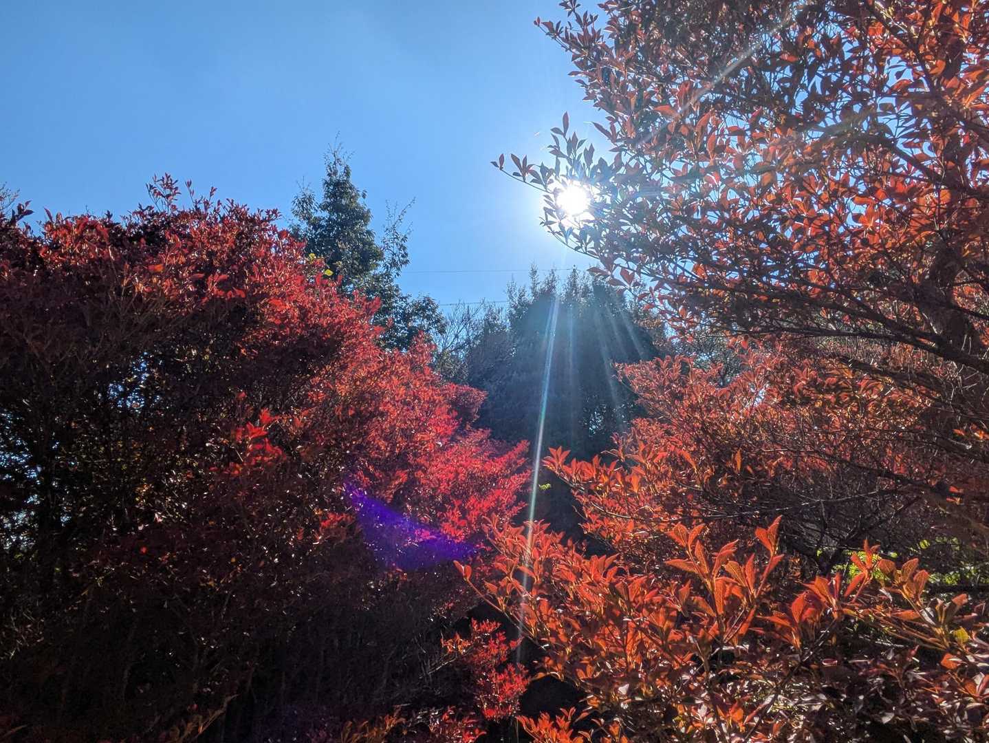 いや〜良き良き🍁