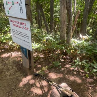 ポールの忘れ物　取りに戻ったようです
