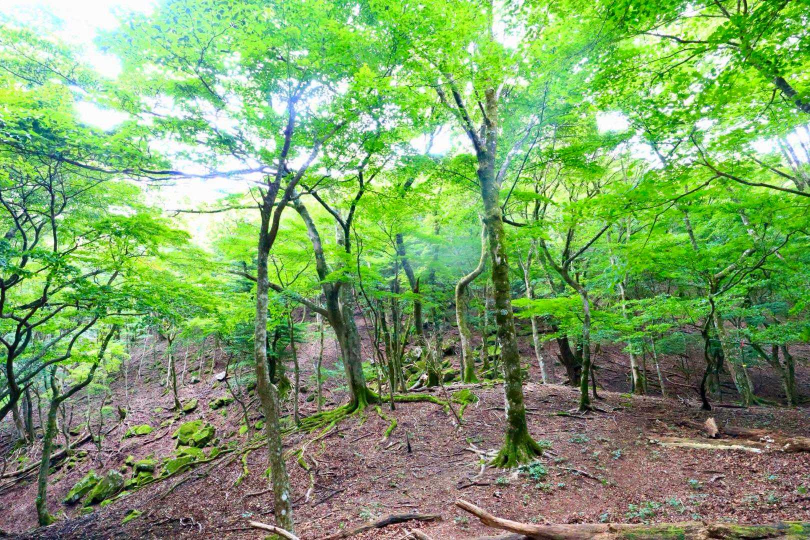 一旦、日向越に戻ったのちに日向岳へ向かいますが、キャプションでは、なぜだかはわかりませんが＂ラッシャー木村＂によるマイクパフォーマンスをお届けします。