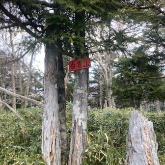 白倉山　笹で覆われてます！