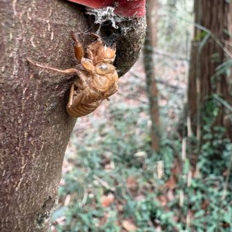 セミの抜け殻
昨年の夏のものか？