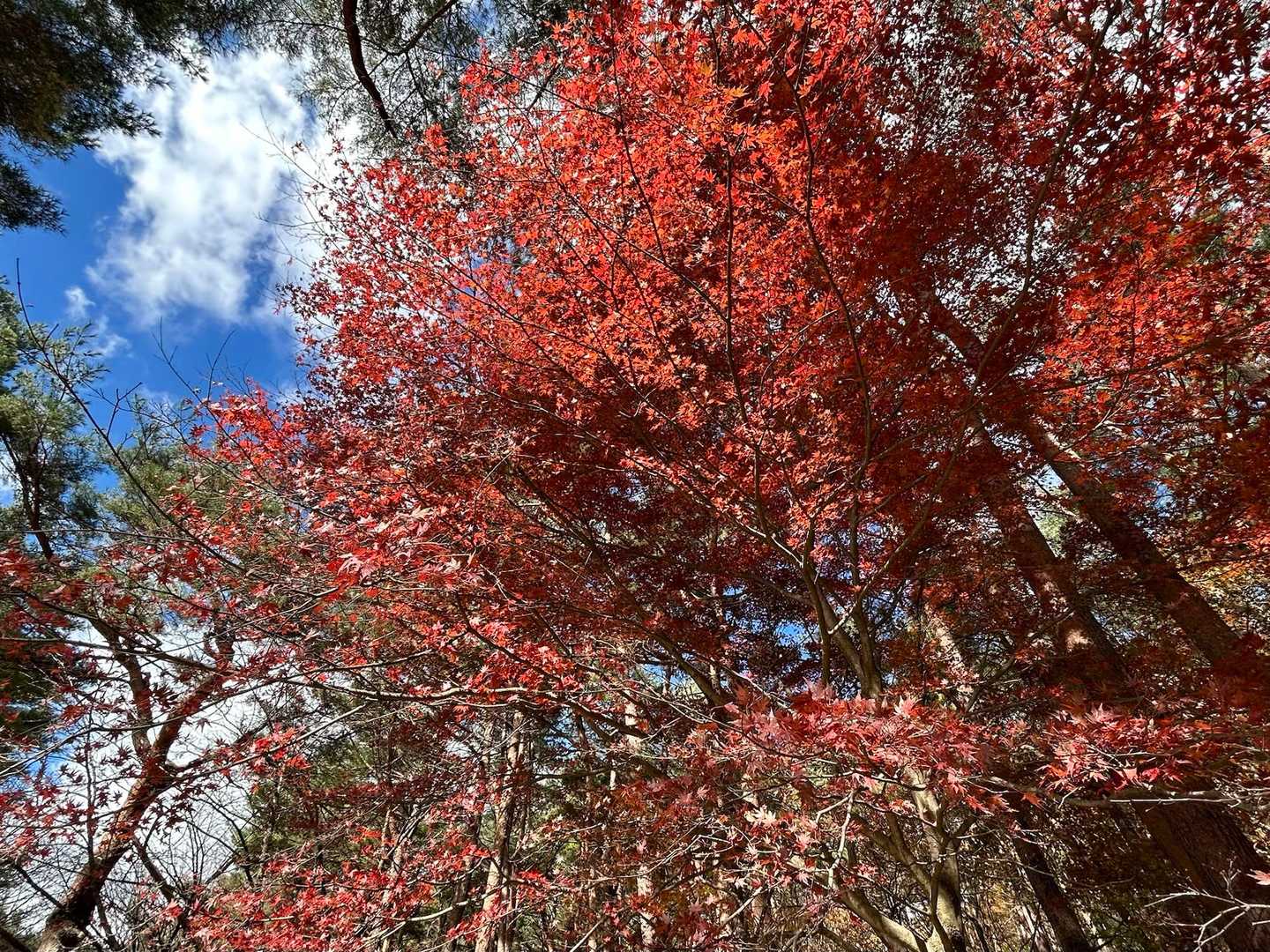 県立赤城森林公園駐車場に下山

ピストンではつまらないので、毎回この周回ルートを採りますが、ここからはロード歩き。途中、開発が進む太陽光発電施設の現場を通らねばならず、爽快感が削がれる残念な締めに（あくまで個人的見解）

それでも安定の赤城山歩♪ ありがとうございました