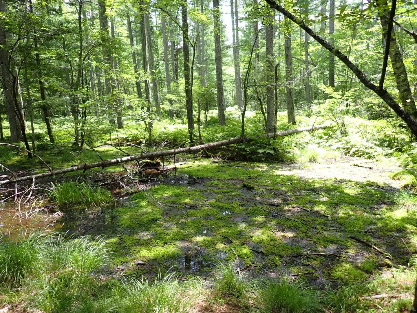 稲子湯唐沢橋登山口-ミドリ池-夏沢峠-箕冠山 往復コースの写真