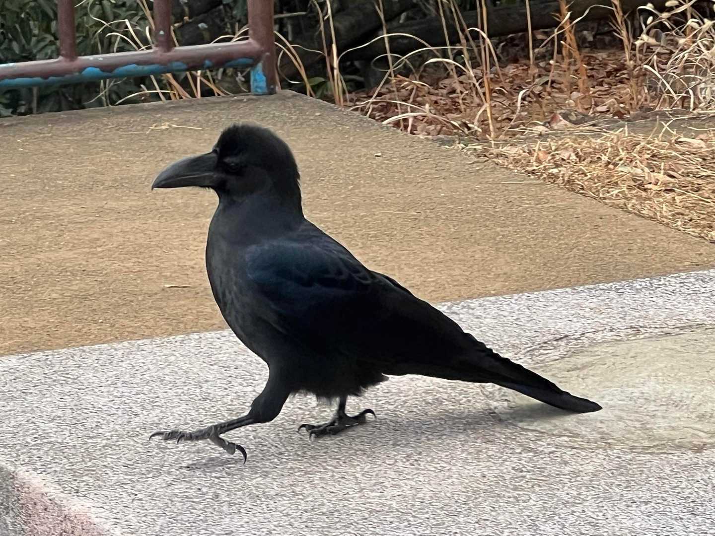 生まれて初めてカラスを見て綺麗だと思った💦
青毛のサラブレッドのように青黒く光ってました✨