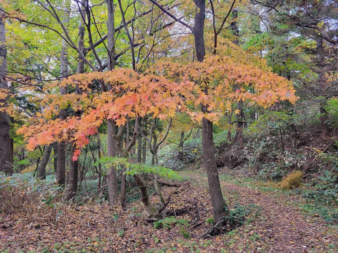 今日の紅葉