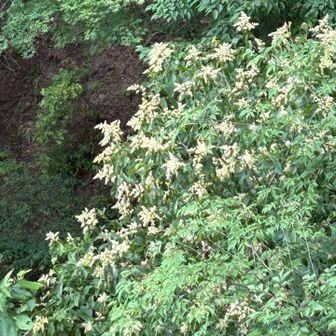 上からアワブキの花が見えた。
ビジターセンターのお姉さんは、アワブキはあるけど花は見ていないと言っていたけど、咲いていた！