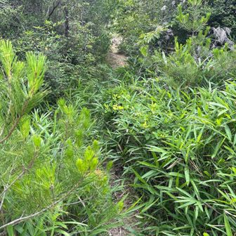 大きな山桃の様子を見ようとちょっと寄り道したら、ラストが藪気味だった💧
