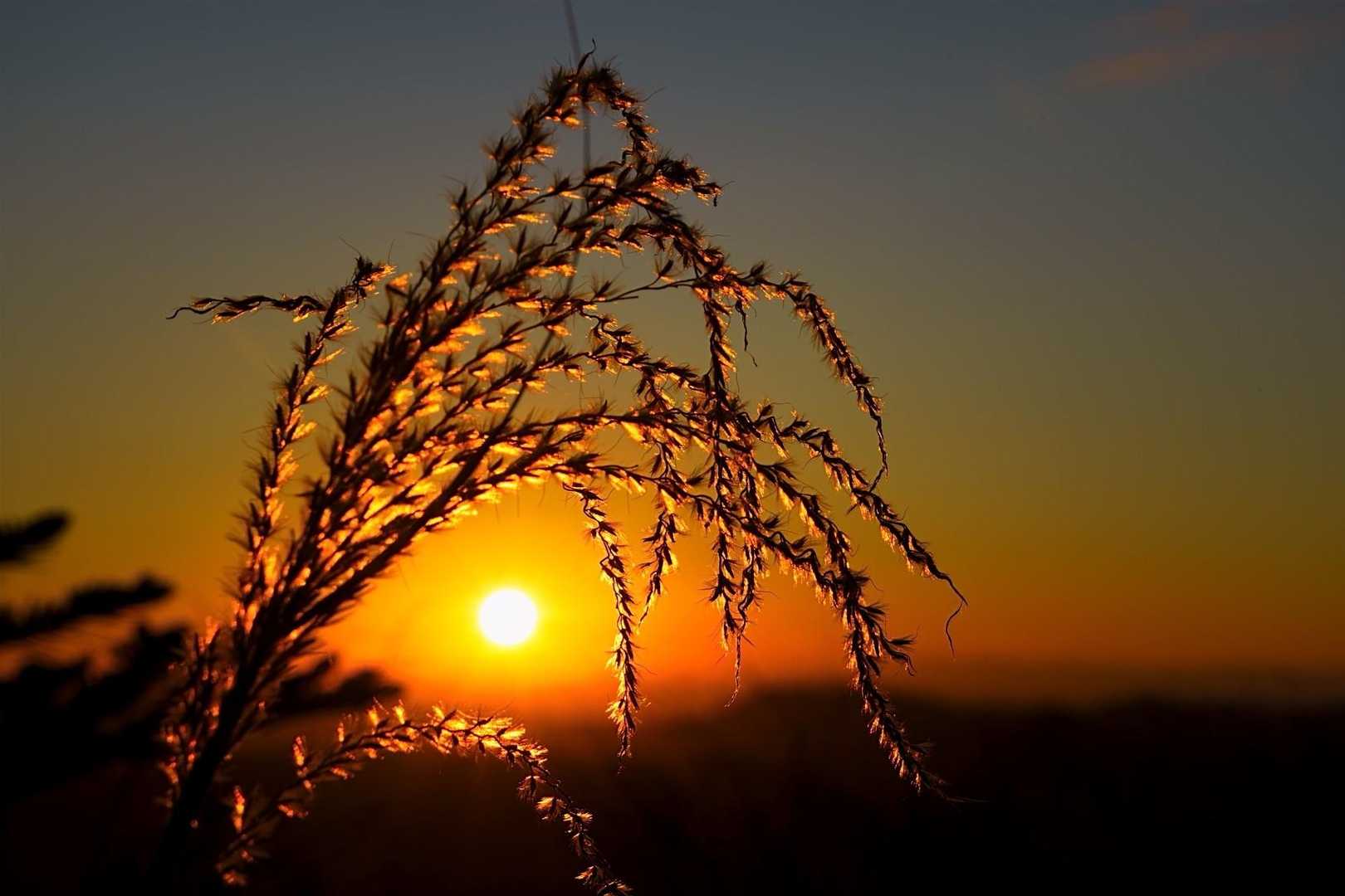 ススキ🌾と初日の出🌄
