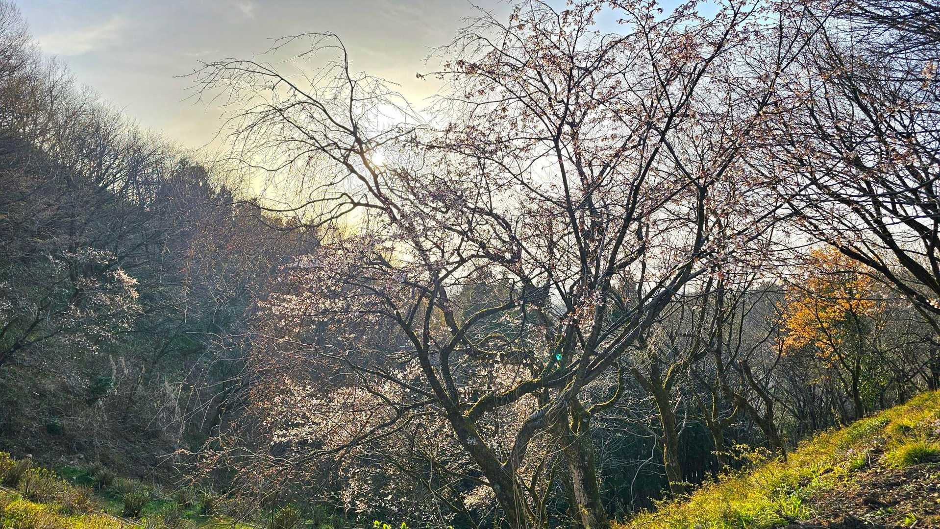 まばらですが咲いてます🌸