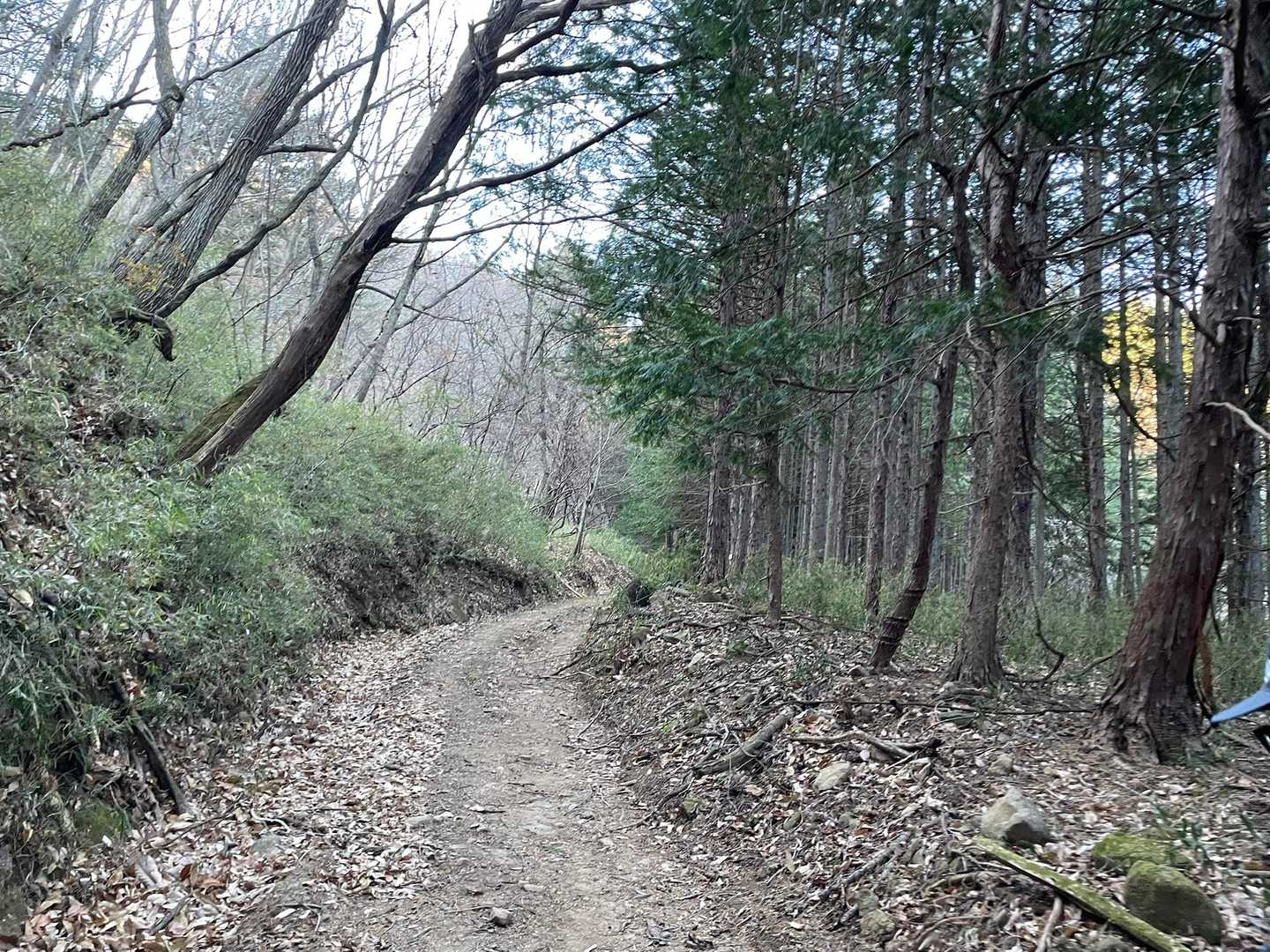 全体的に登山道は里山にしては広めで歩きやすいです。
鎖･ロープなし、階段もほぼナシ、切れ落ちナシの安全安心コースでした。