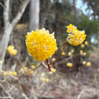 ボンボンみたいやね！