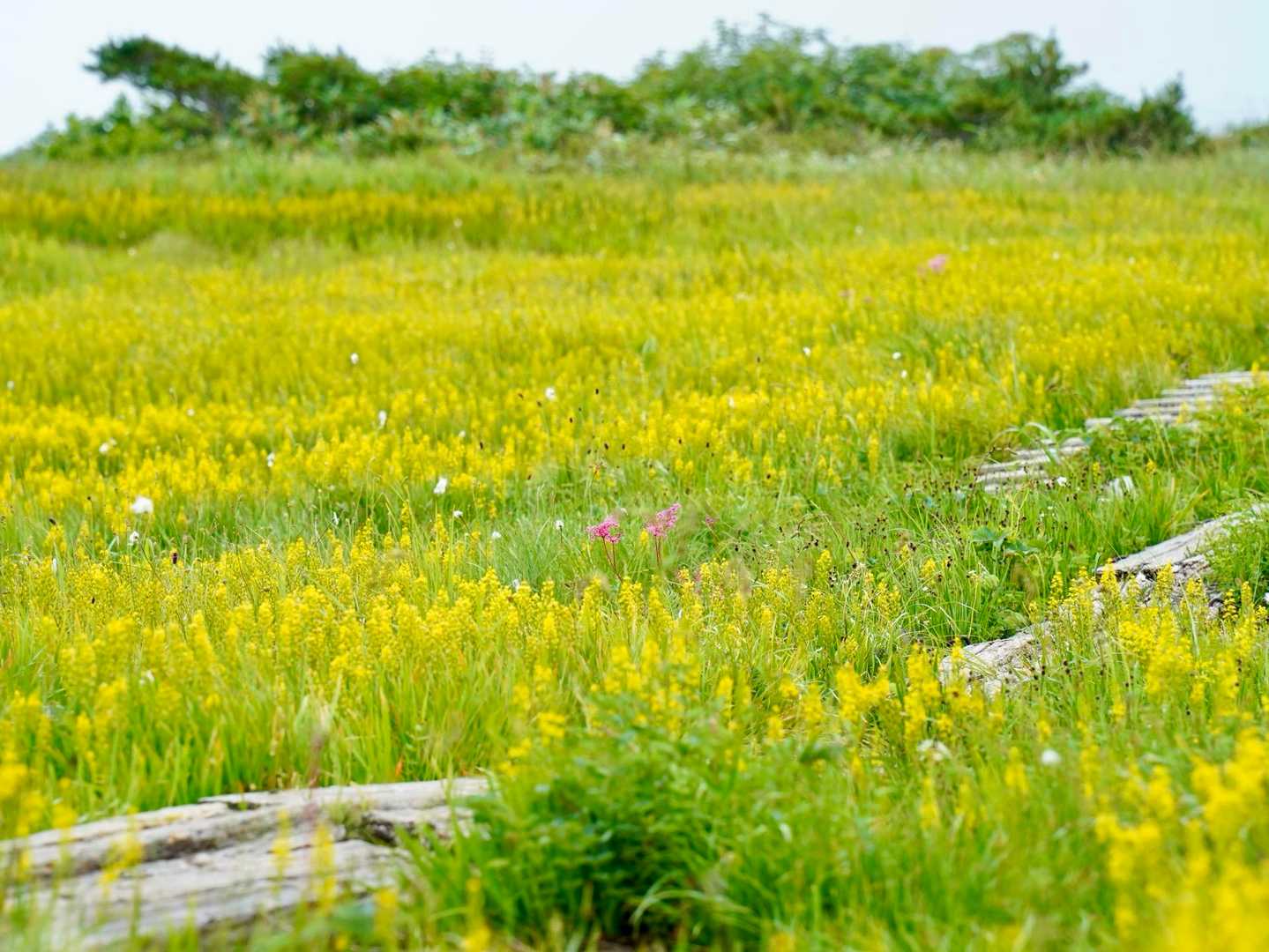 朝日岳の花の楽園から、蓮華の野天風呂へ下る北端縦走の写真