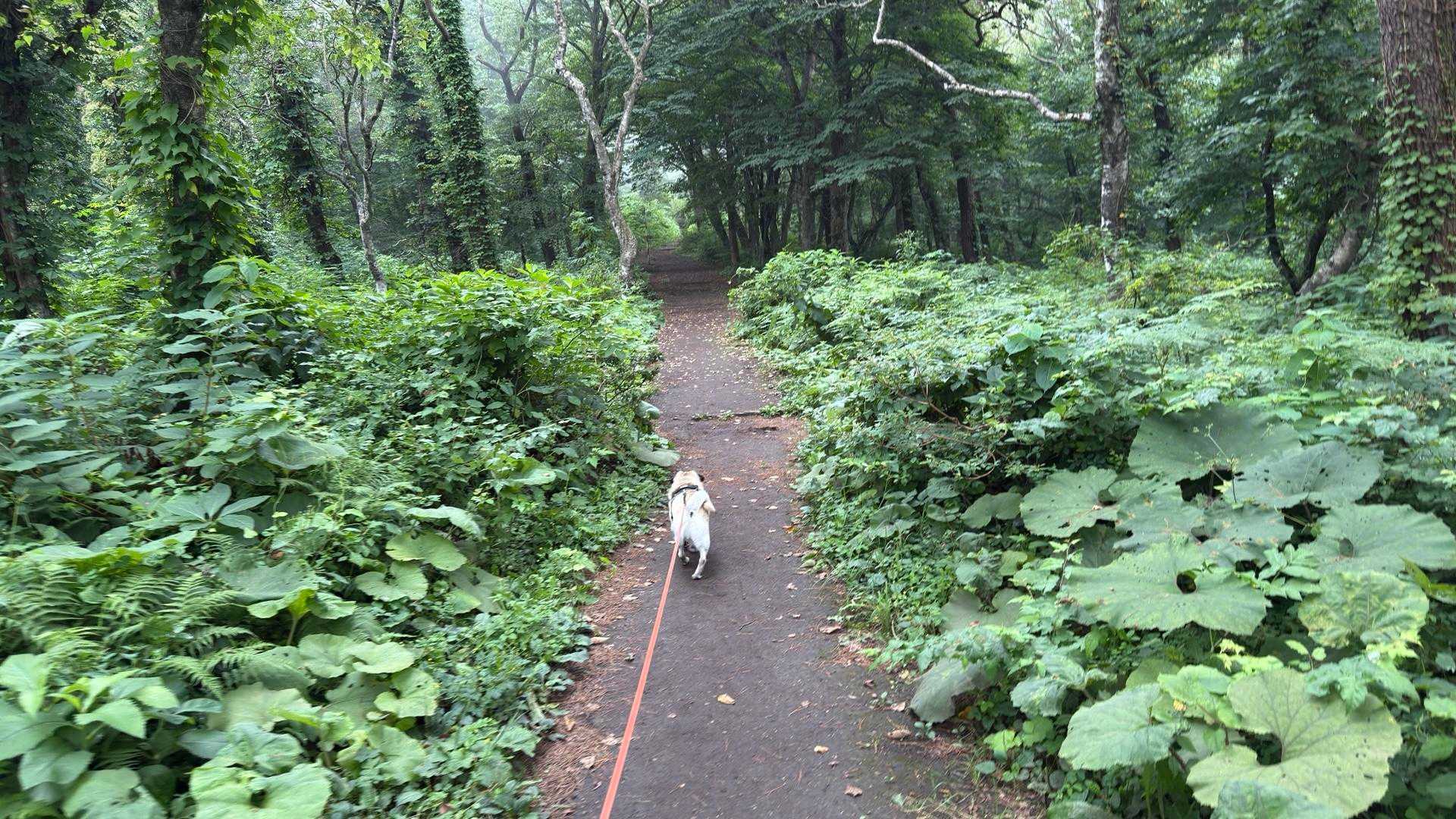 熊に知らせるように無駄にパグへ声かけるも我先へと。