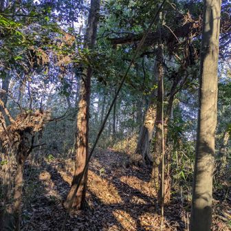 管理地看板横の踏み跡を進み、途中で引っ掛かる倒木が目印。倒木横のピンクテープがある踏み跡の先に田中ピーク標識はあります。