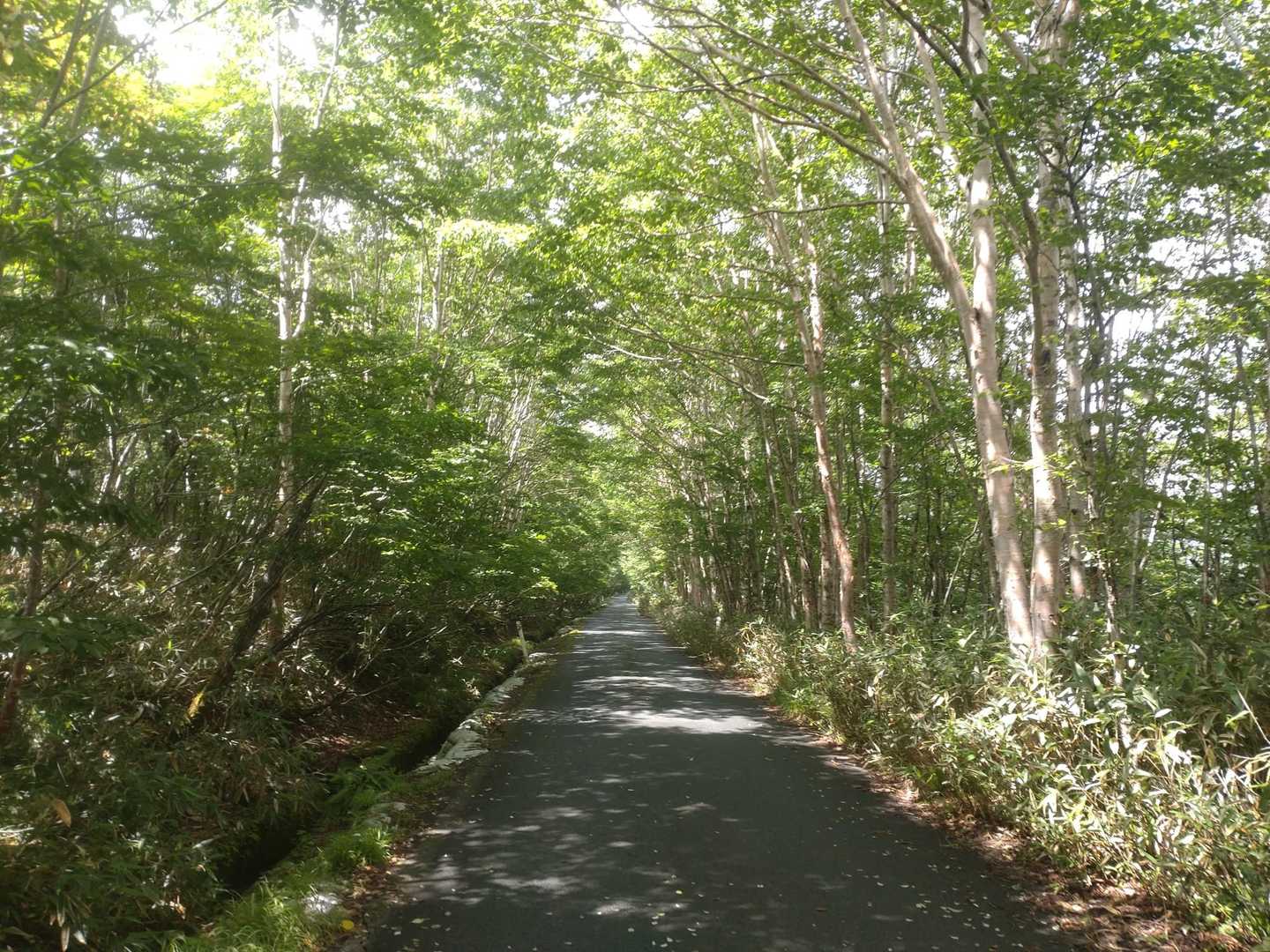 木立が綺麗だけど、かなり暑くなってきました…
