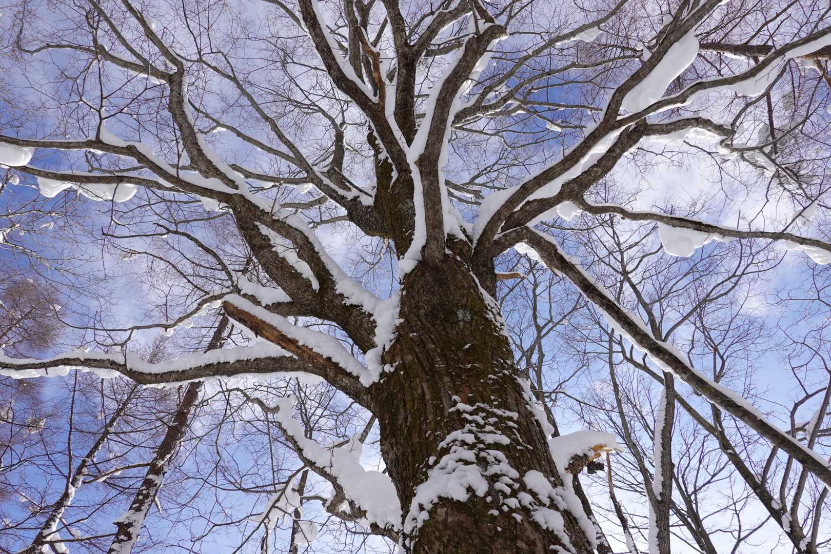 雪遊び日和