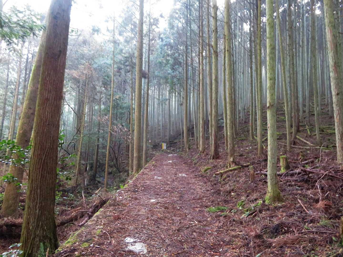 夏場なら シットリしている時は
落葉のない土の見えてるところを歩きます だって落葉の下にいるから