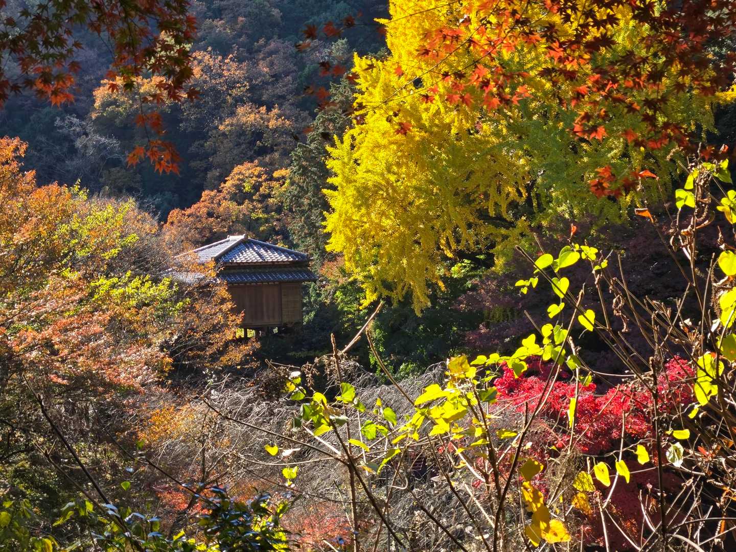行道山 往復コースの写真