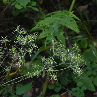 何かの花の果ての姿