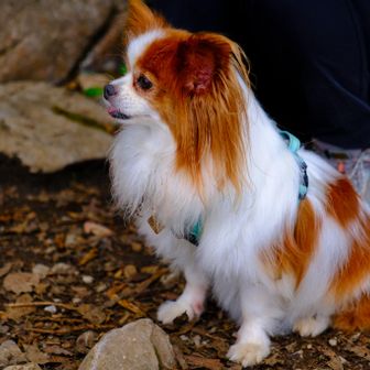 久しぶりのお山でゆり🐶も楽しめた様でよかった😉