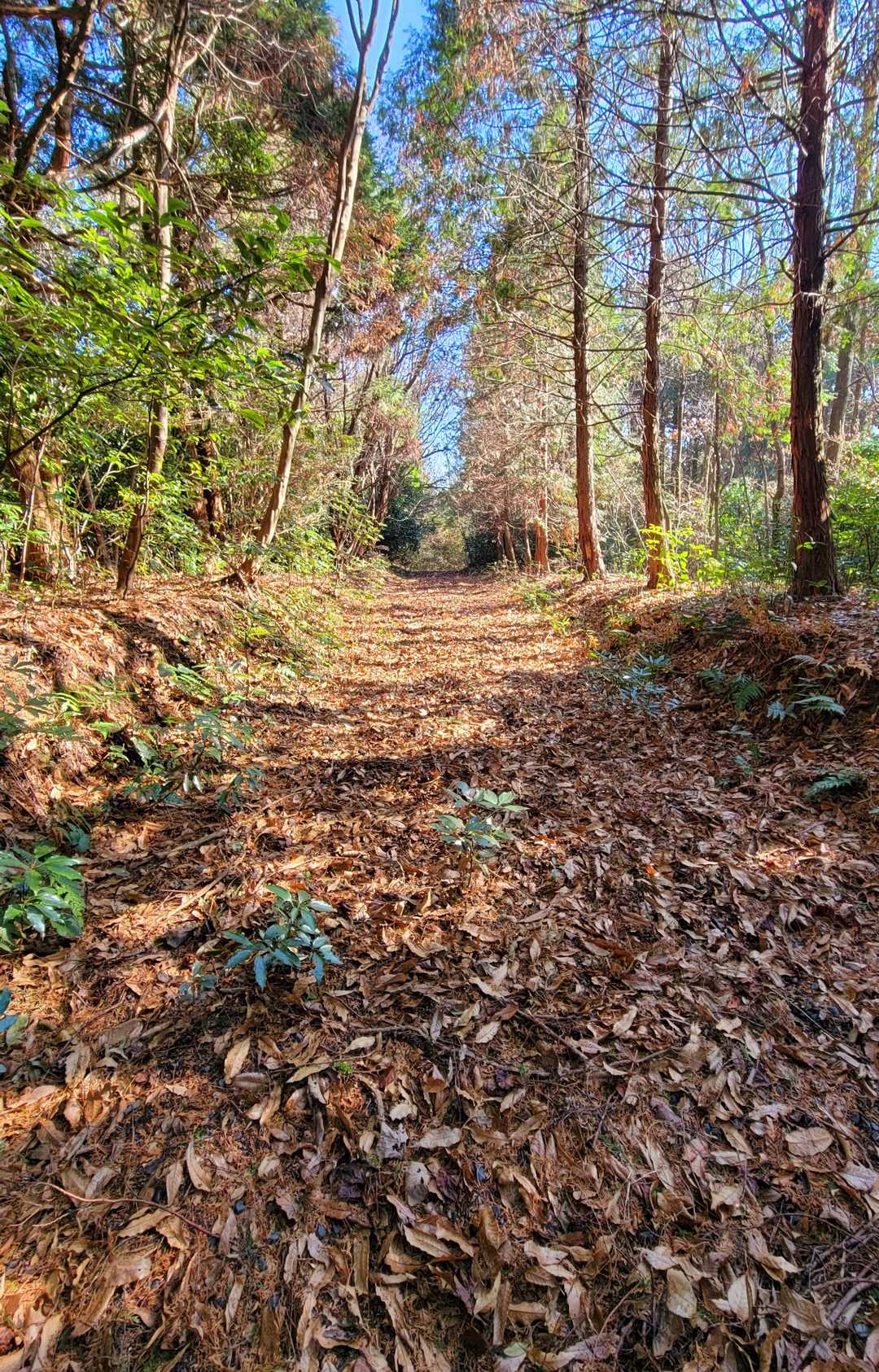 白山神社に行く前に車から下ろして貰い、一人で若山の山頂を探してみました🎵
奥さんには白山神社駐車場 (２台🅿️可) で待っていて貰います。