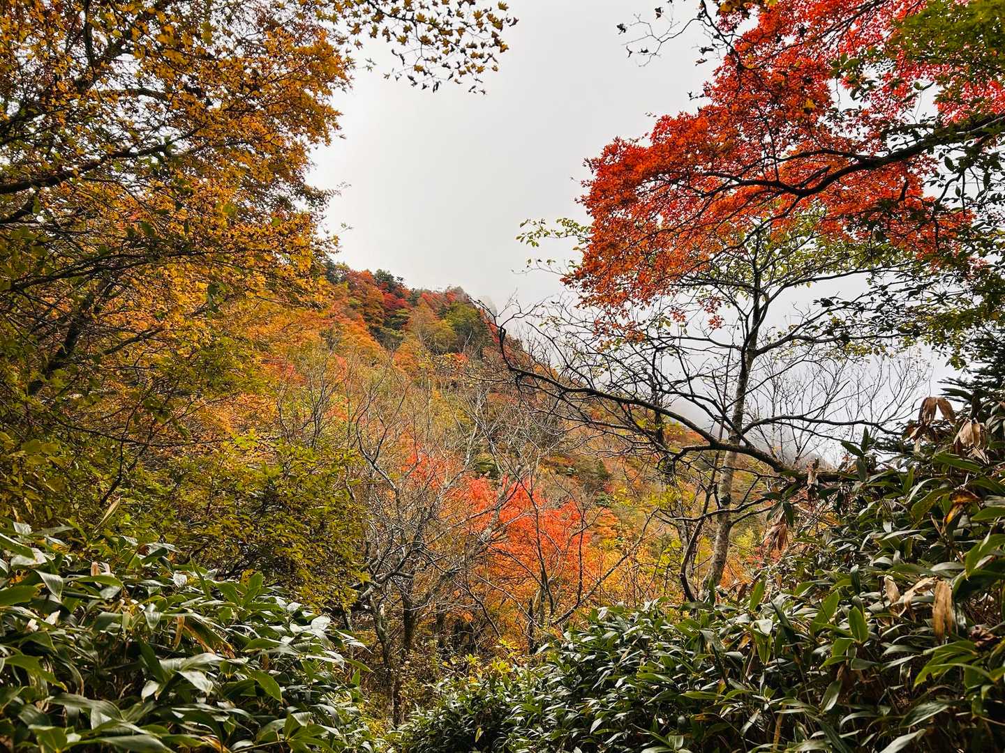 土小屋登山口-石鎚山 縦走コースの写真