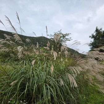 長靴から登山靴に履き替え駒木立へ
口開けてるとススキの穂を食べてしまう