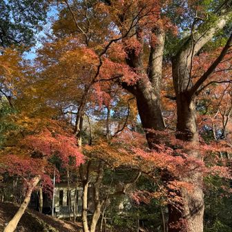 最後の紅葉にさよならを告げ