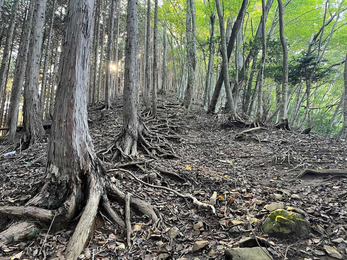 急な登りが次々と😓