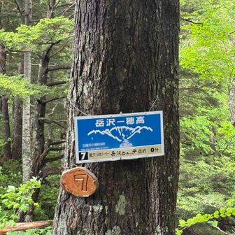 うんざりする急登を下し、やっとこさ登山道合流