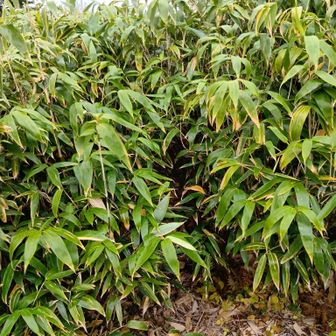 残月峰（西にある1091標高点）へ続く尾根へ行けたら登り下りが楽なんですが…途中にも同じような笹藪が見えたので…やめときます😭

いったん下って登り直したほうが、登路の斜面の様子が分かるのでいいかなっ？疲れるけどっ😭