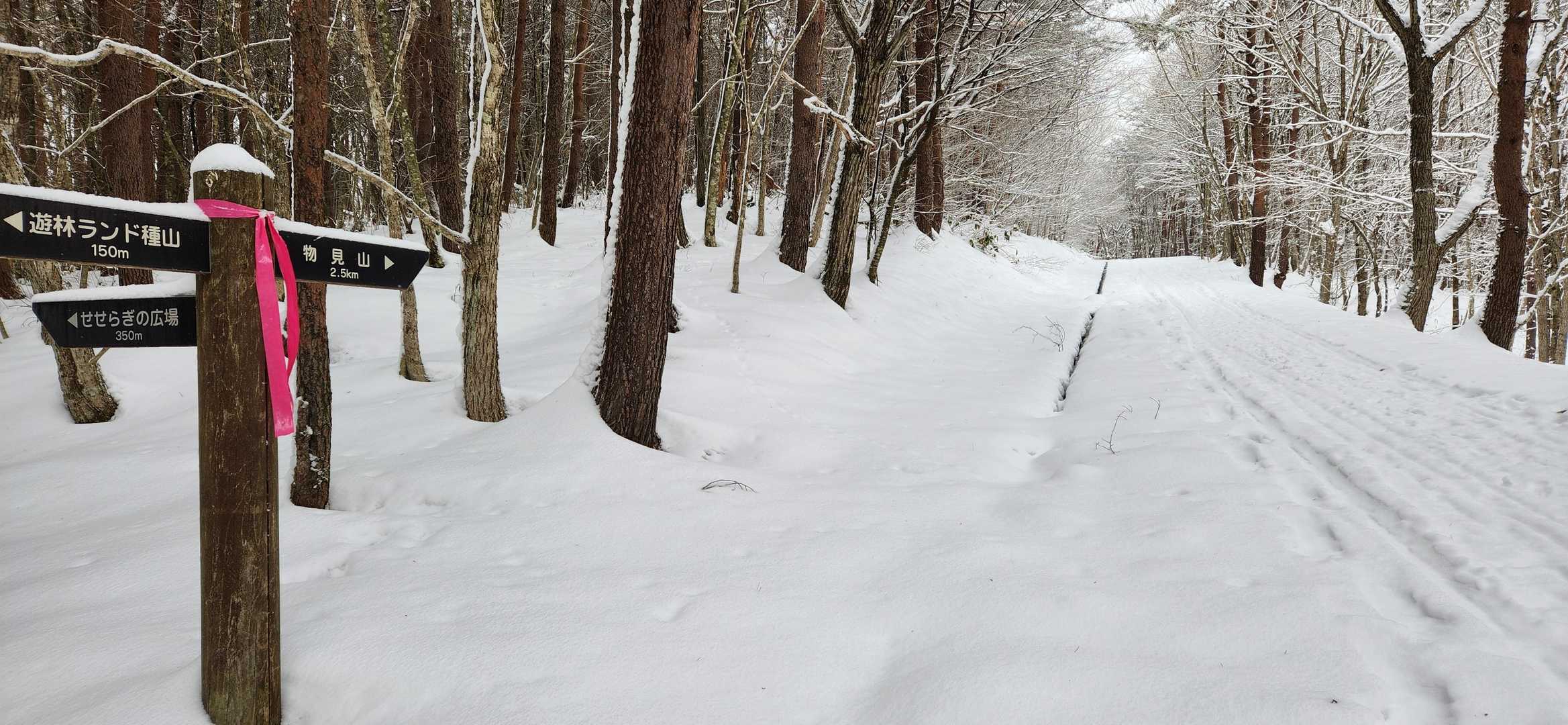物見山 往復コースの写真