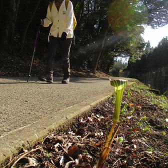 ムクムクとあちこちに頭をもたげています(^^)