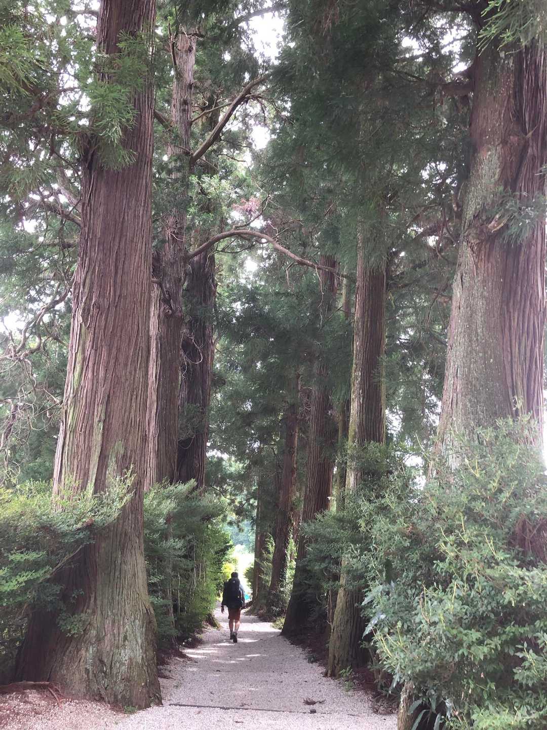 無事下山し高天彦神社へ。
参道の杉の木がかなりの巨樹で嫁は大喜び。歴史の古い神社らしく、とてもいい雰囲気でした。
帰りはいつものかもきみの湯に寄ってサッパリしてから帰りました。お疲れ様でした♪
