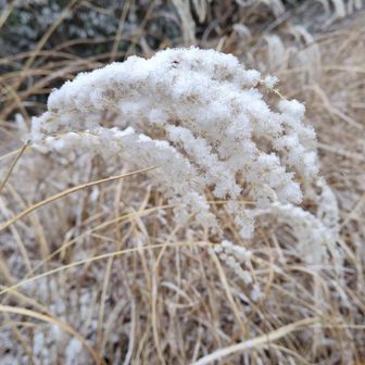 ススキの雪化粧もステキ💖