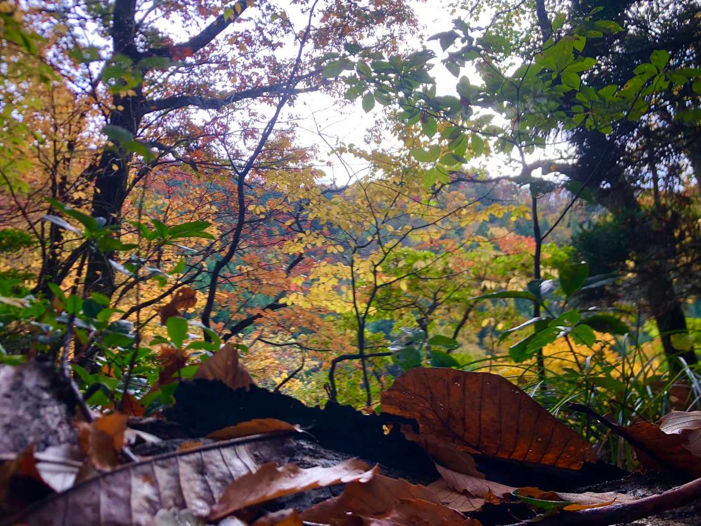 紅葉と落葉🍁🍂